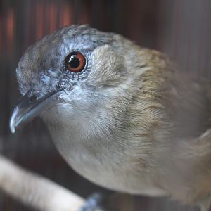 Horsfield's babbler (Malacocincla sepiaria sepiaria)