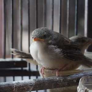 Sumatran bar-winged prinia (Prinia familiaris prinia)