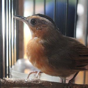 Javan black-capped babbler (Pellorneum capistratum)