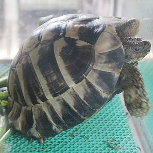 Eastern Hermann's tortoise (Testudo hermanni boettgeri)