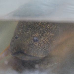 Asian swamp eel (Monopterus albus)