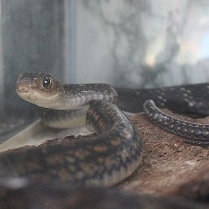 Keeled rat snake (Ptyas carinata)
