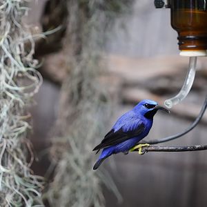 Purple honeycreeper