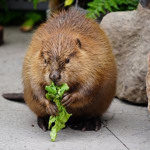 American beaver