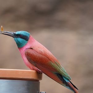 Northern Carmine Bee-eater