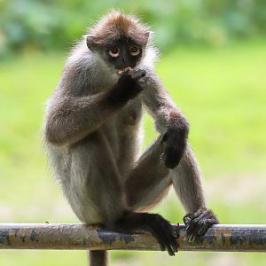 White-thighed Surili