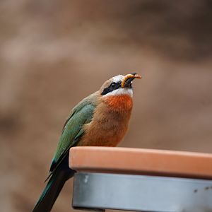 White-fronted Bee-eater