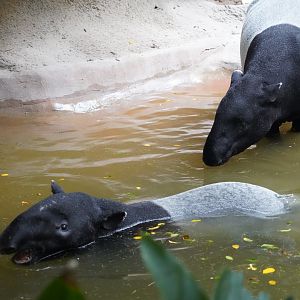 Malayan tapirs