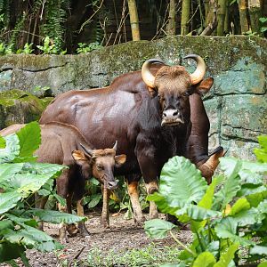 Gaur