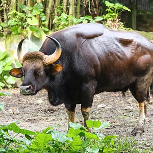 Gaur