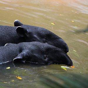 Malayan tapirs