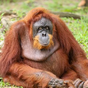 Sumatran orangutan