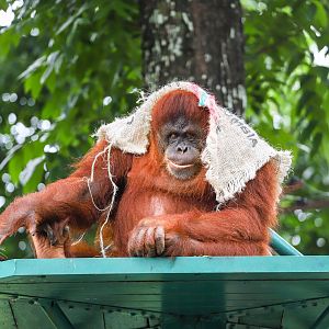 Sumatran orangutan