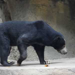 Bornean sun bear
