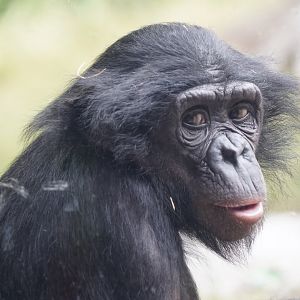Bonobo