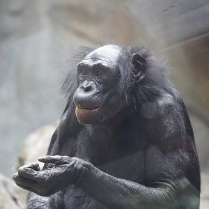Bonobo