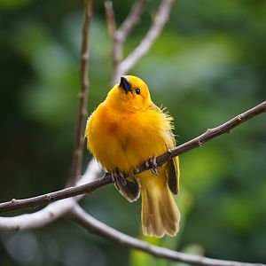 Taveta Weaver