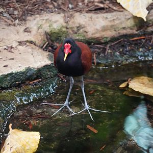 Wattled jacana
