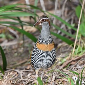 Buff-banded Rail