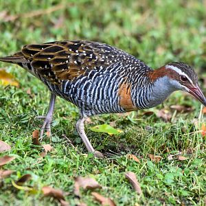 Buff-banded Rail