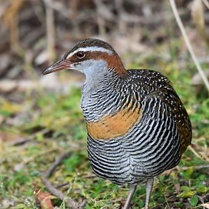 Buff-banded Rail