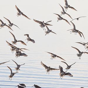 Bar-tailed Godwits