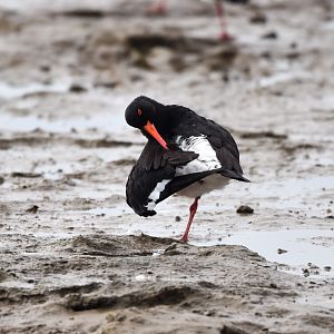 Pied Oystercatcher