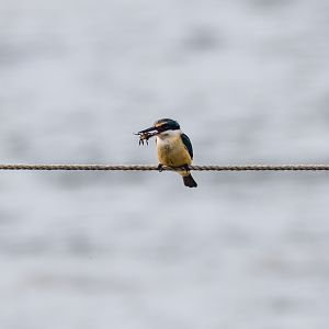 Sacred Kingfisher