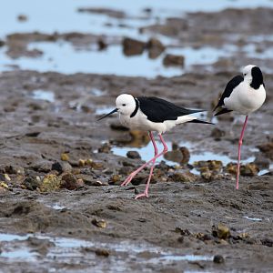 Pied Stilts