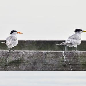 Lesser Crested Tern (left) and Greater Crested Tern (right)