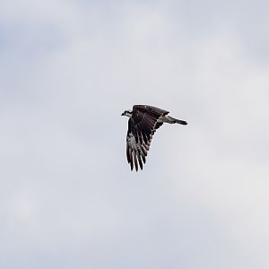 Eastern Osprey