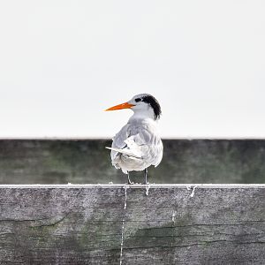 Lesser Crested Tern
