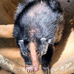 Sumatran Hog Badger