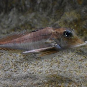 ID FISH. AQUARIUM BARCELONA