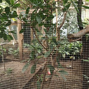 Victoria greenhouse section of the Riviera Hall - Separation aviary for walk-through exhibit, 2024-06-30