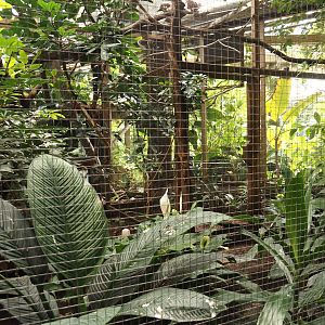 Victoria greenhouse section of the Riviera Hall - Separation aviary for walk-through exhibit, 2024-06-30