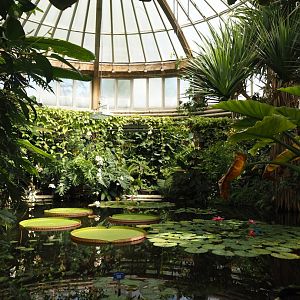 Victoria greenhouse section of the Riviera Hall - Victoria Conservatory with Amazonian giant water lilies, 2024-06-30