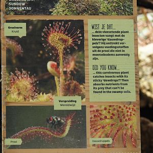 Victoria greenhouse section of the Riviera Hall - Example of plant signage in Victoria Conservatory, 2024-06-30