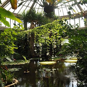 Victoria greenhouse section of the Riviera Hall - Victoria Conservatory with Amazonian giant water lilies, 2024-06-30