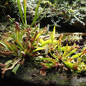 Sarracenias in the Victoria Conservatory, 2024-06-30