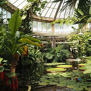 Victoria greenhouse section of the Riviera Hall - Victoria Conservatory with Amazonian giant water lilies, 2024-06-30