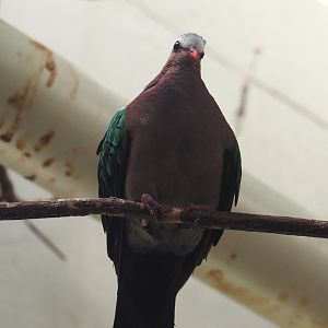 Grey-capped emerald dove (Chalcophaps indica), 2024-06-30