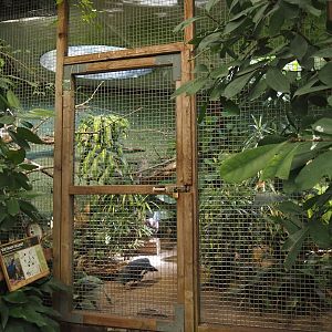 Historical Van Harencarspel aviary, now home to Sclater's crowned pigeon and Edward's pheasant, 2024-06-30