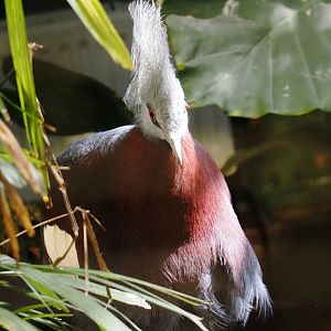 Sclater's crowned pigeon (Goura sclateri), 2024-06-30