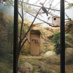 Toco toucan aviary, 2024-06-30