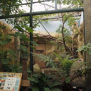 Toco toucan aviary, 2024-06-30