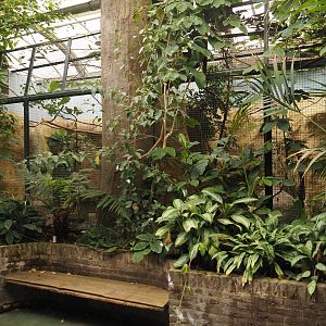 Toco toucan aviaries, 2024-06-30