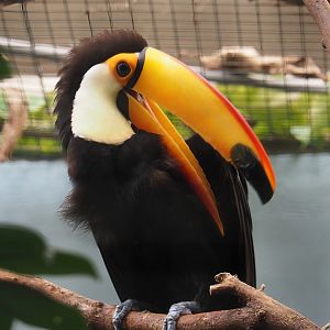 Toco toucan (Ramphastos toco), 2024-06-30
