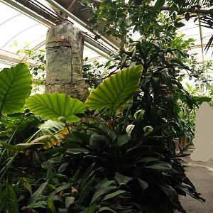 Victoria greenhouse section of the Riviera Hall - Walk-through area with Wreathed hornbill, Bali myna and Grosbeak starling, 2024-06-30