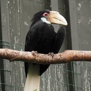 Wreathed hornbill (Rhyticeros undulatus), 2024-06-30
